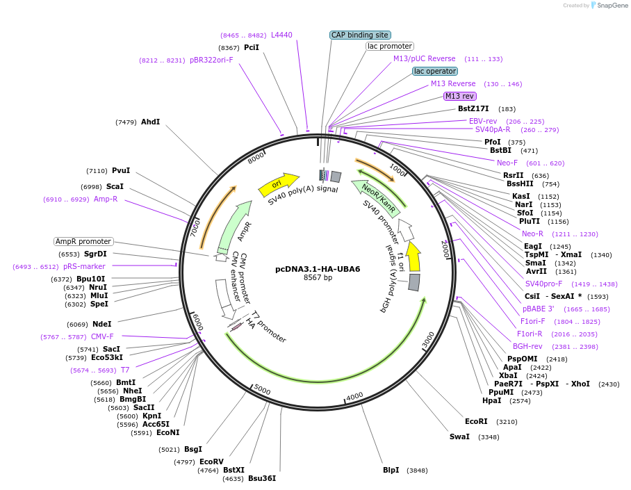 136995-plasmid-map-sequence-id-270880
