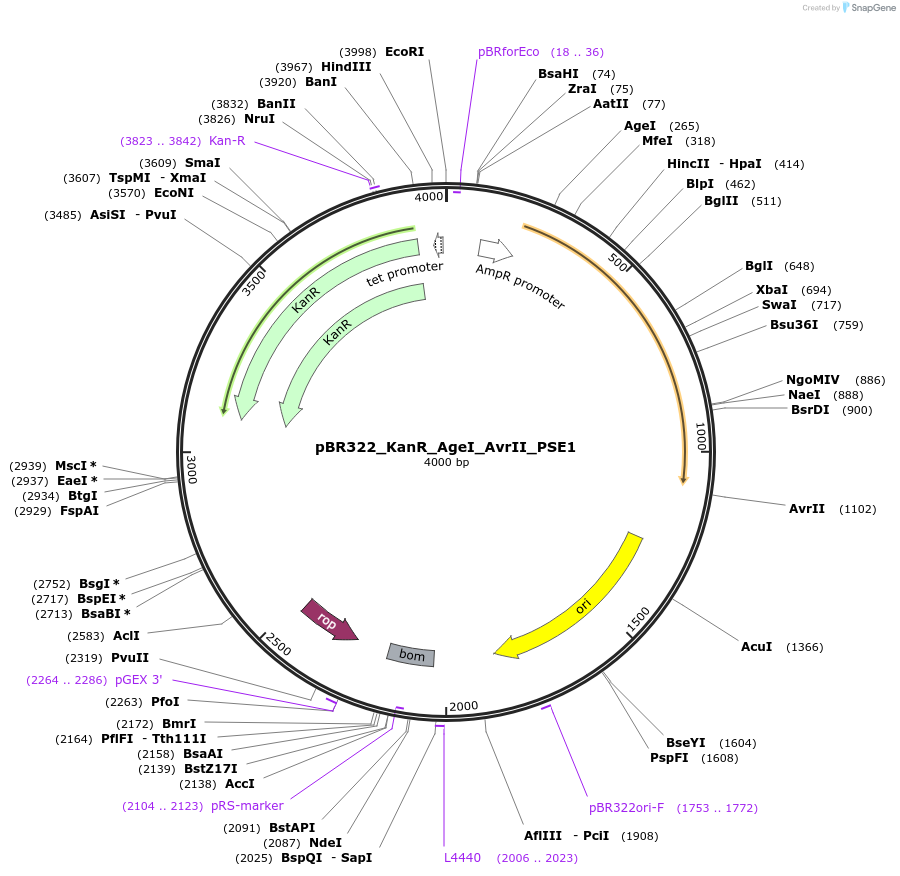 135229-plasmid-map-sequence-id-270894