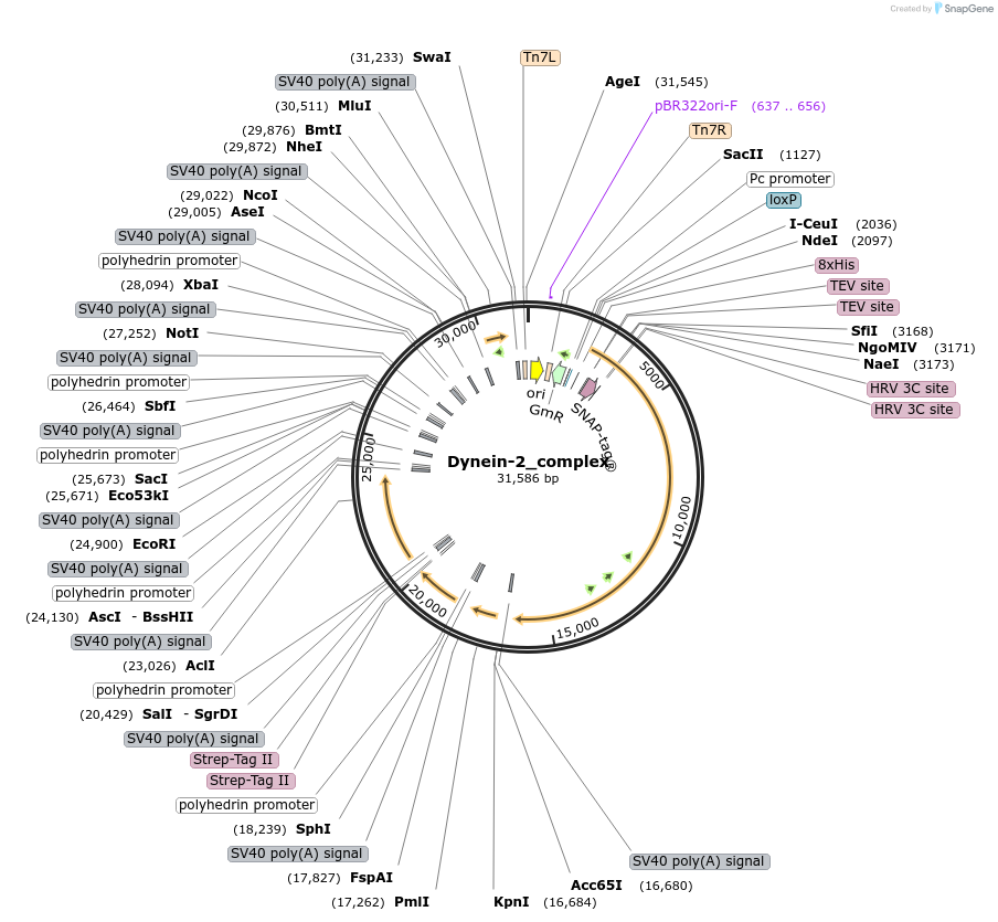 132536-plasmid-map-sequence-id-270901