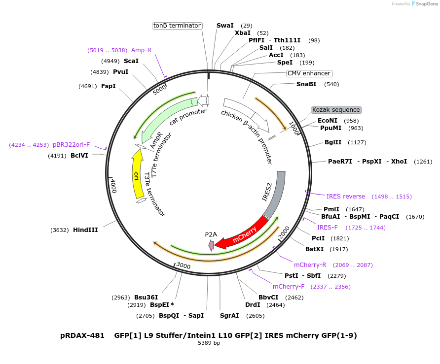 130164-plasmid-map-sequence-id-270916