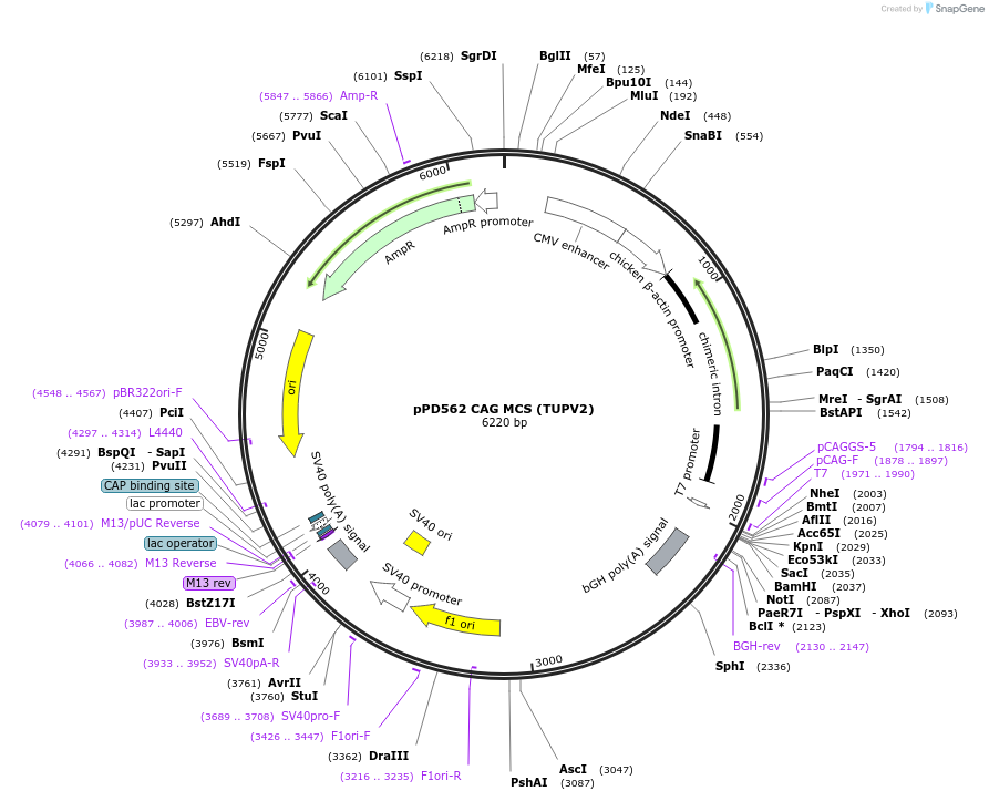 139222-plasmid-map-sequence-id-270918
