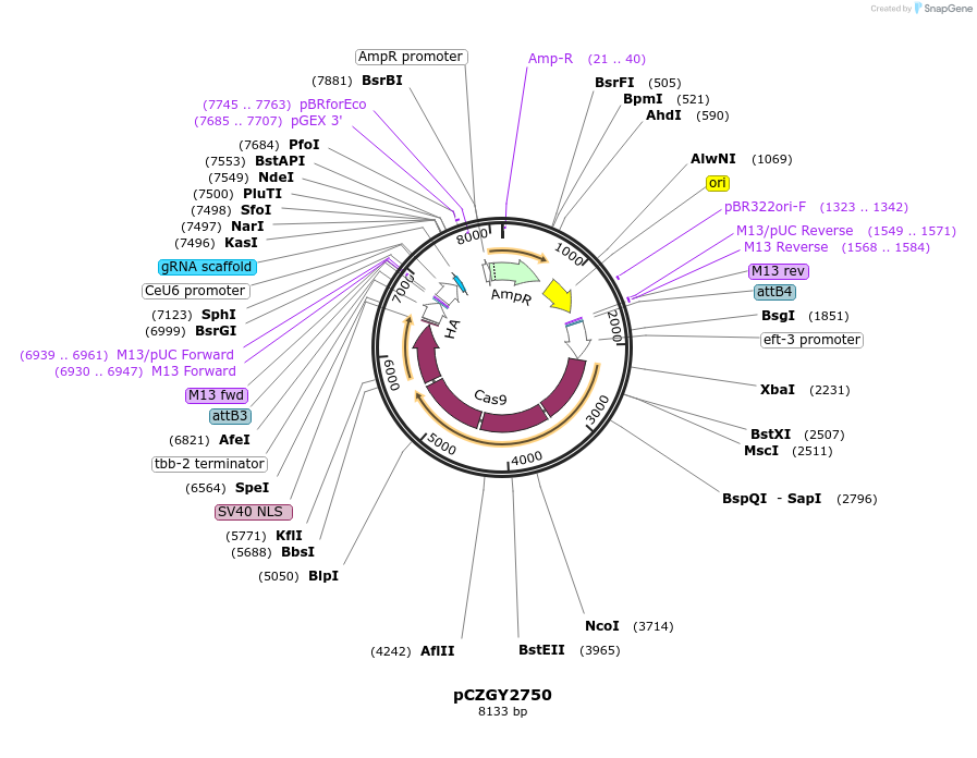 135094-plasmid-map-sequence-id-270957