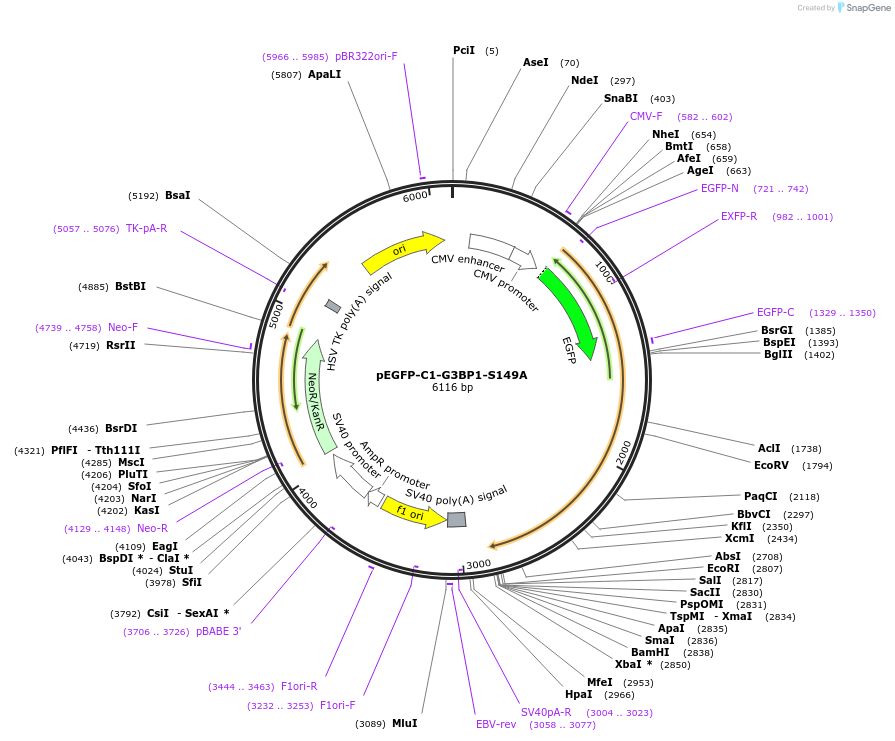 135998-plasmid-map-sequence-id-270958