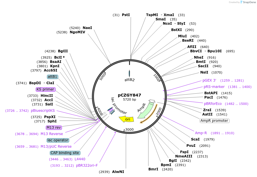 135093-plasmid-map-sequence-id-270959