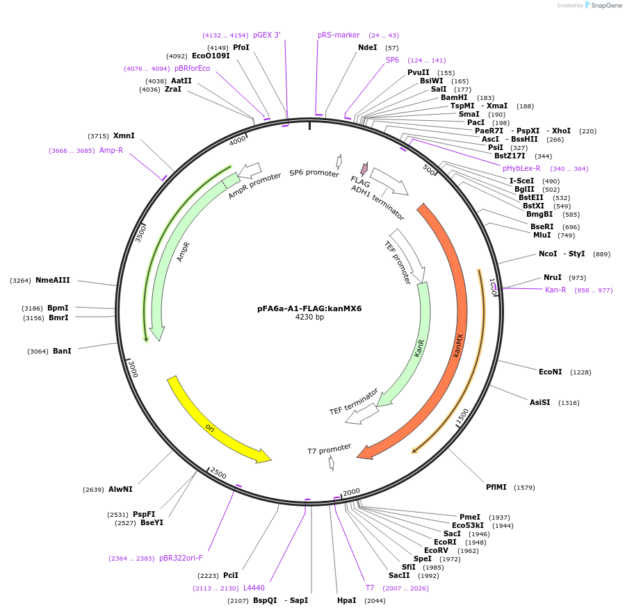 134430-plasmid-map-sequence-id-271017