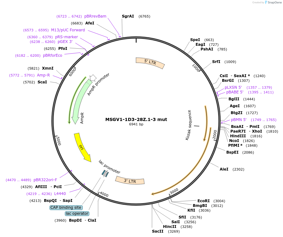 107227-plasmid-map-sequence-id-271035