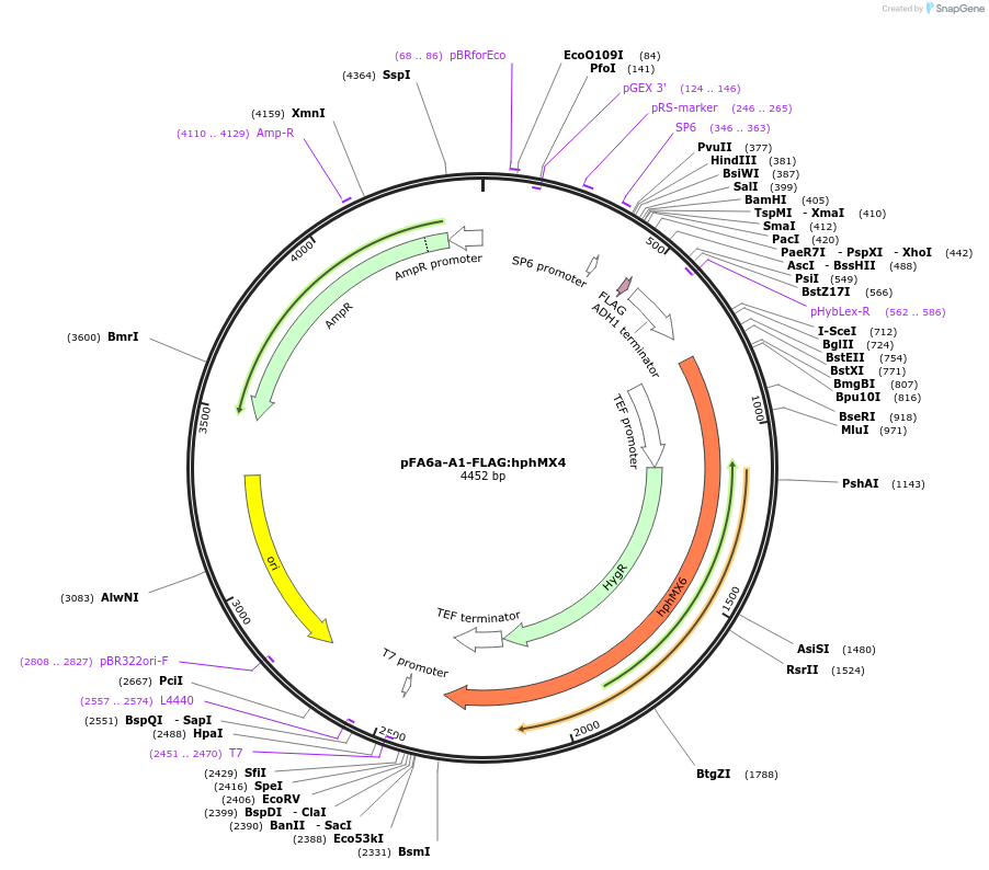 134429-plasmid-map-sequence-id-271040