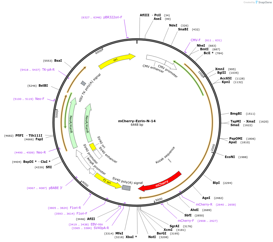 55043-plasmid-map-sequence-id-271041