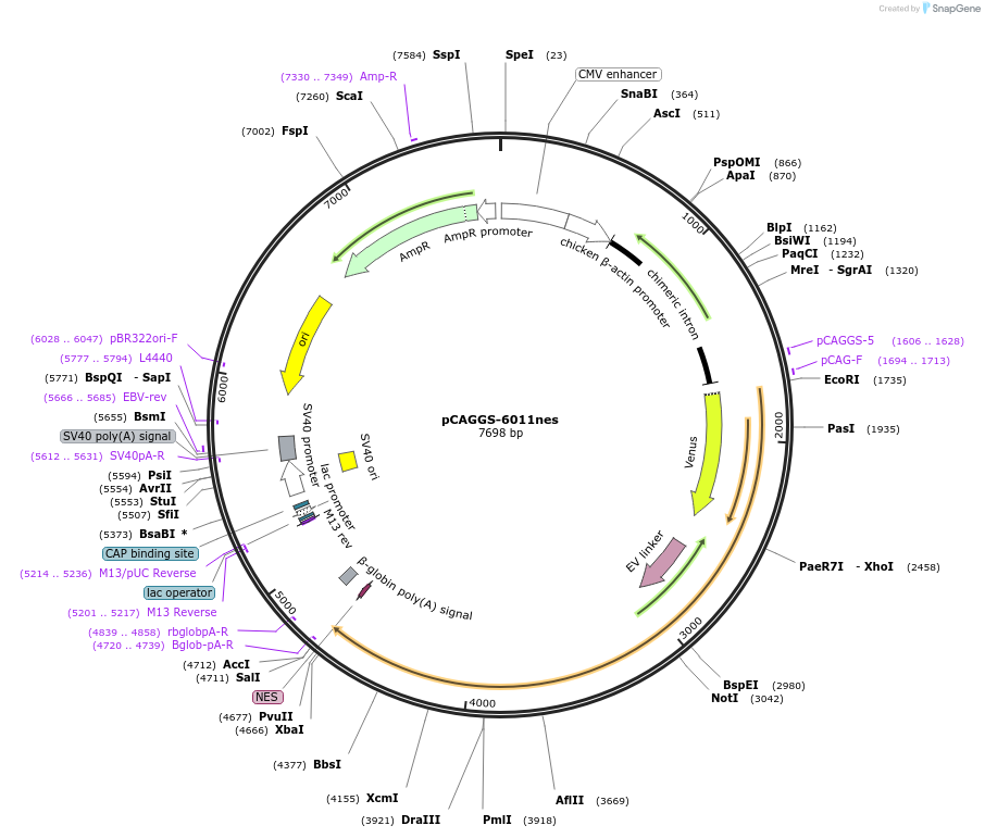108652-plasmid-map-sequence-id-271043