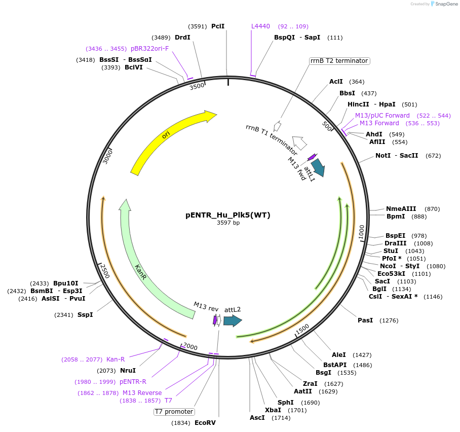 136329-plasmid-map-sequence-id-271052