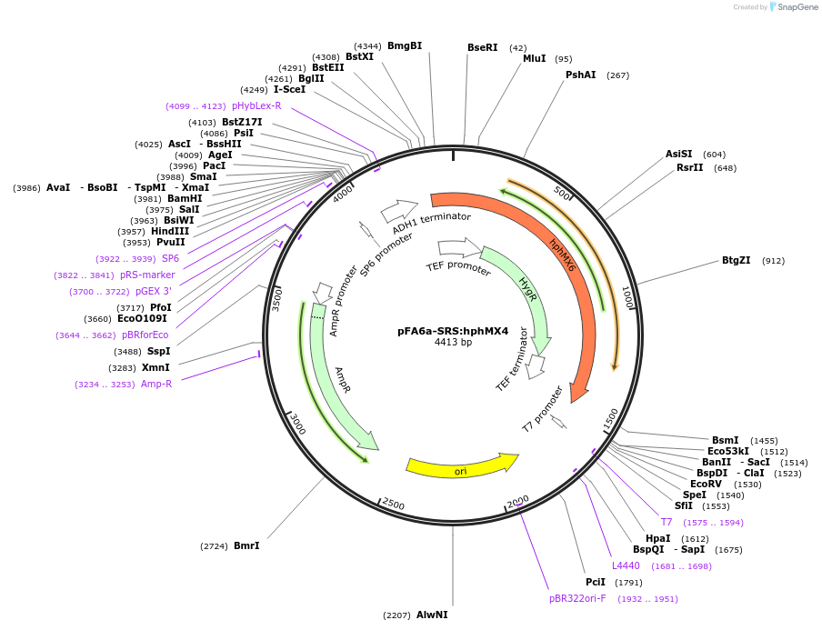 134441-plasmid-map-sequence-id-271056