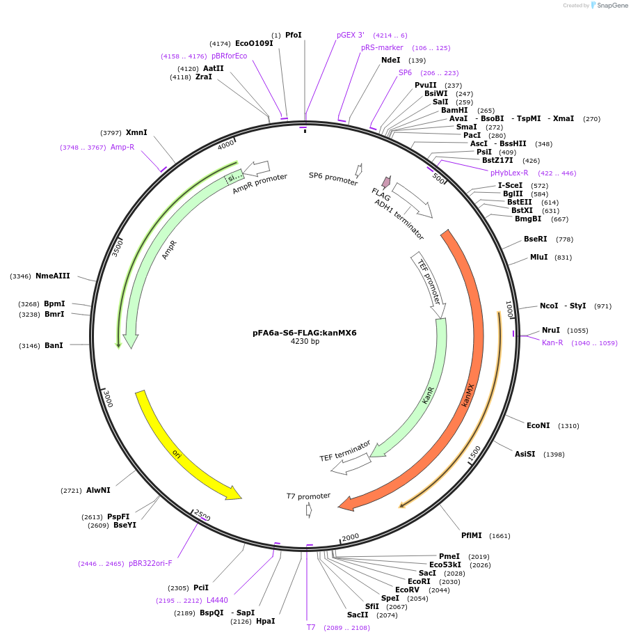 134438-plasmid-map-sequence-id-271057