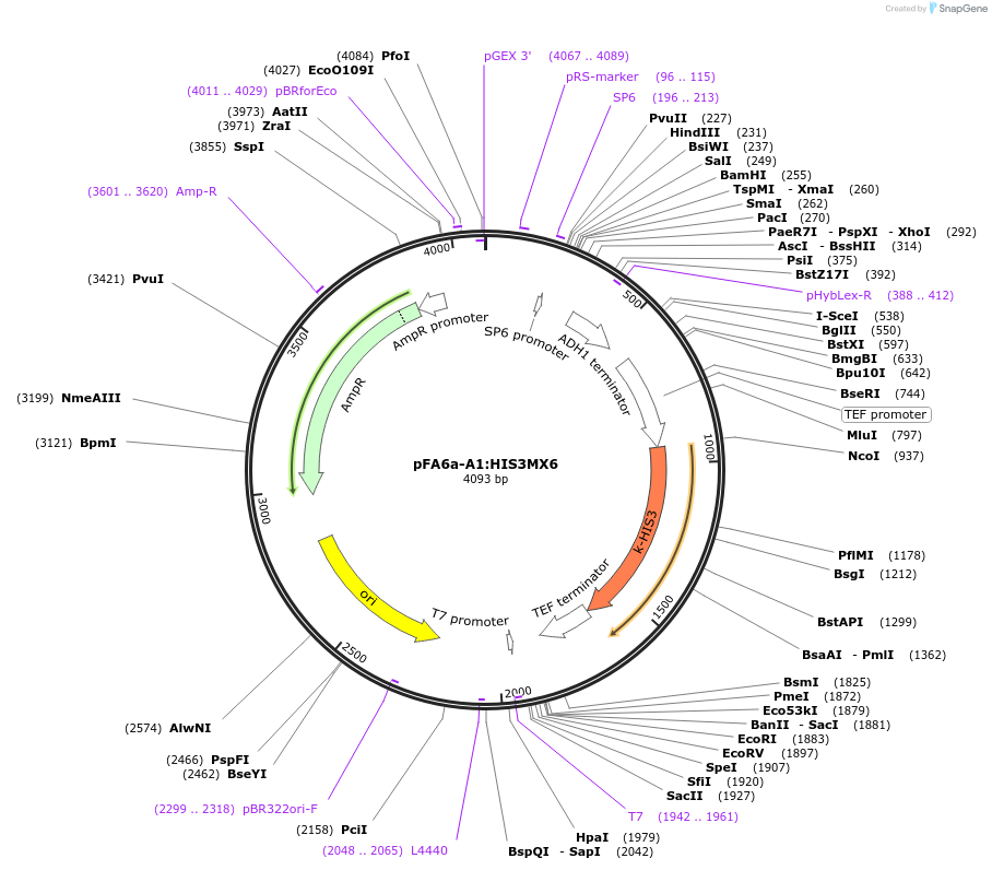 134427-plasmid-map-sequence-id-271059