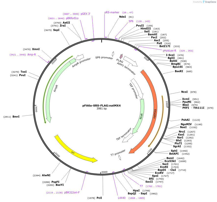 134448-plasmid-map-sequence-id-271104