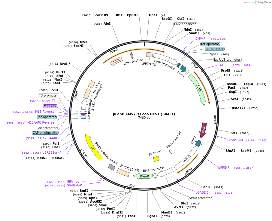17294-plasmid-map-sequence-id-271157