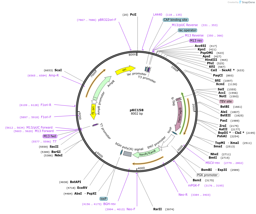 134242-plasmid-map-sequence-id-271165