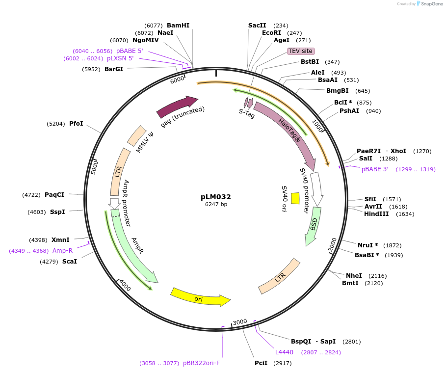 134244-plasmid-map-sequence-id-271172