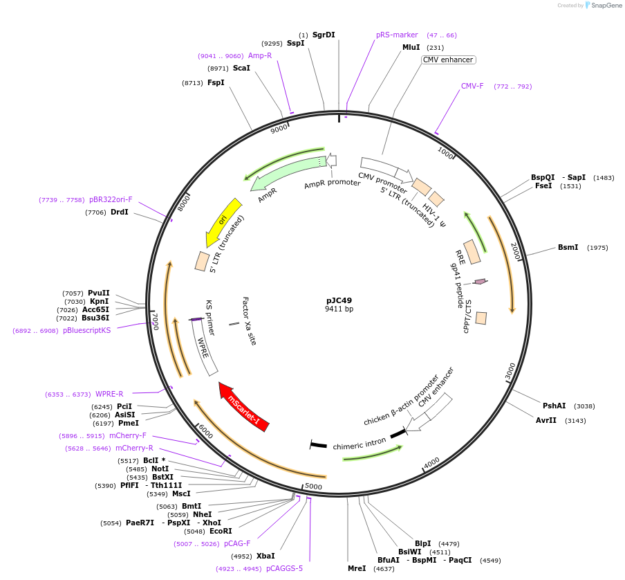 133060-plasmid-map-sequence-id-271174