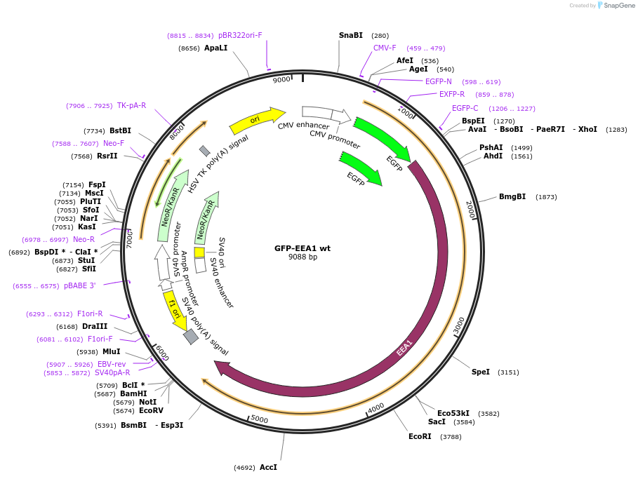 42307-plasmid-map-sequence-id-271188