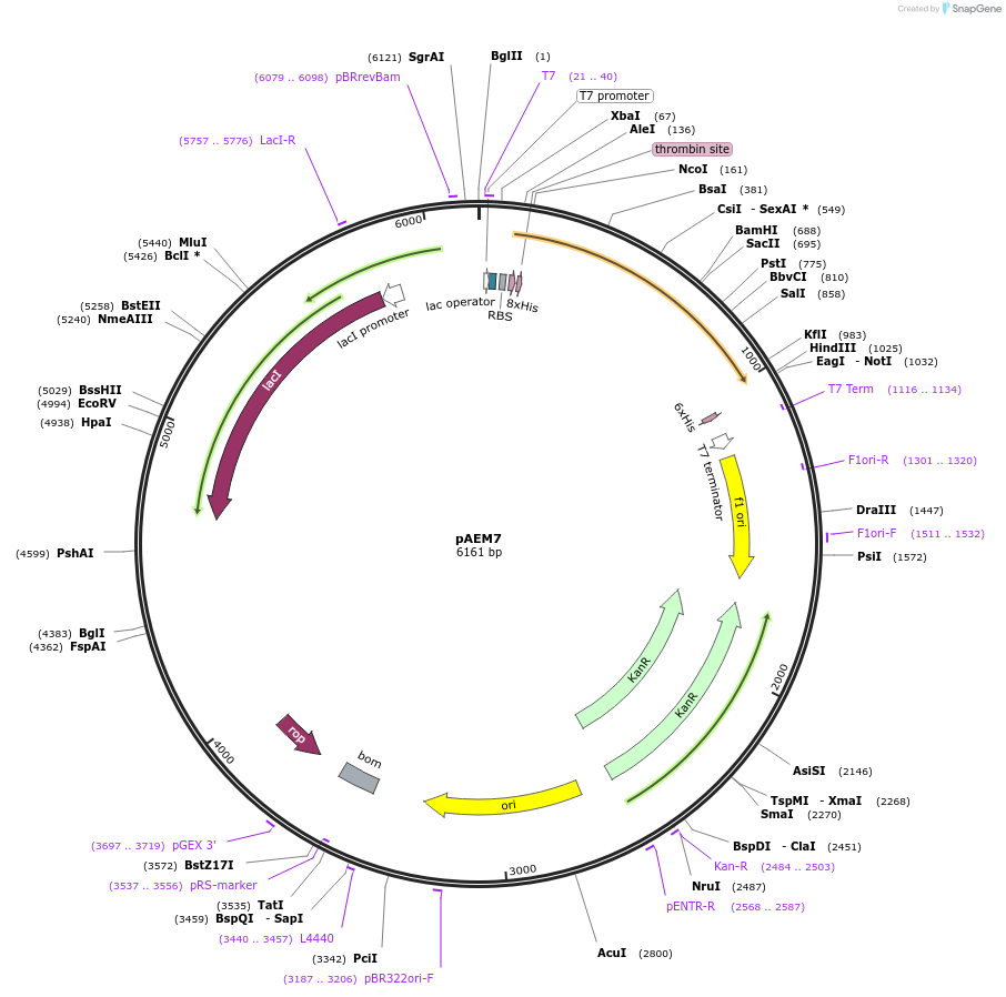 136422-plasmid-map-sequence-id-271191