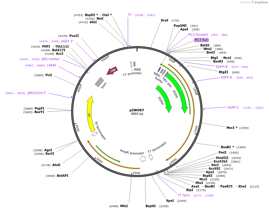 134128-plasmid-map-sequence-id-271199