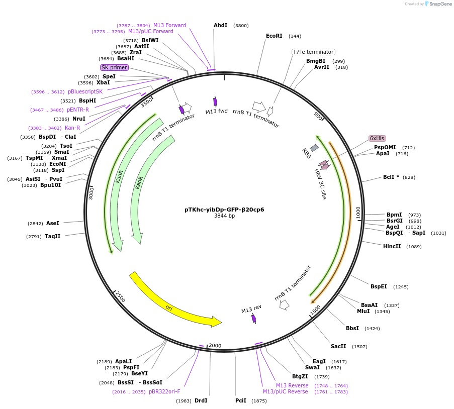 127060-plasmid-map-sequence-id-271201