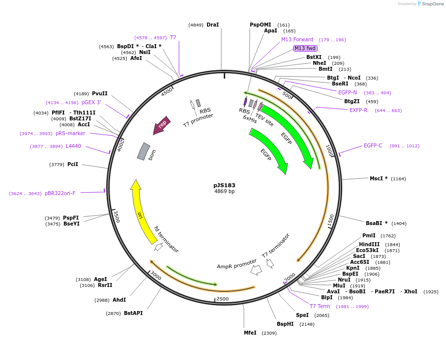 134142-plasmid-map-sequence-id-271206