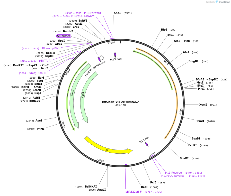 134595-plasmid-map-sequence-id-271207