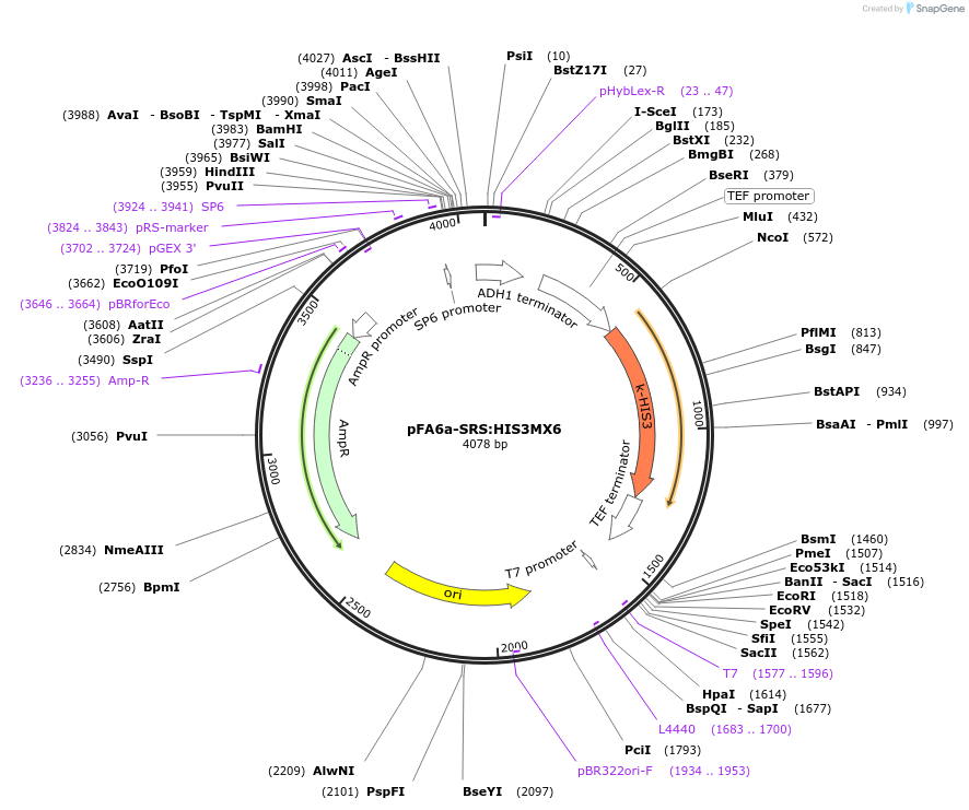 134443-plasmid-map-sequence-id-271252