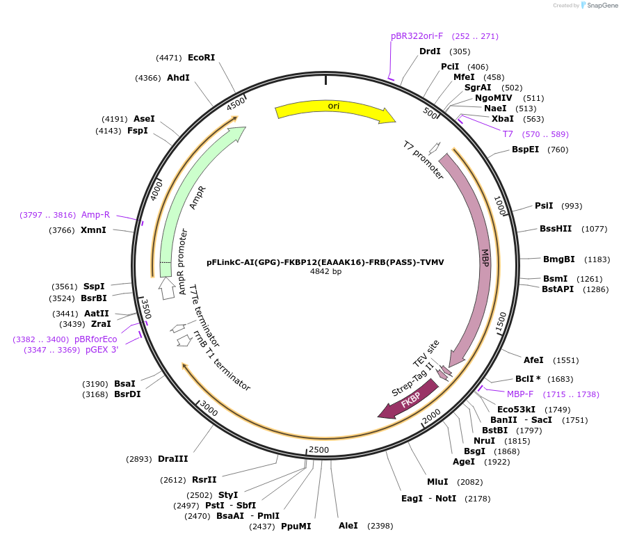 137116-plasmid-map-sequence-id-271258