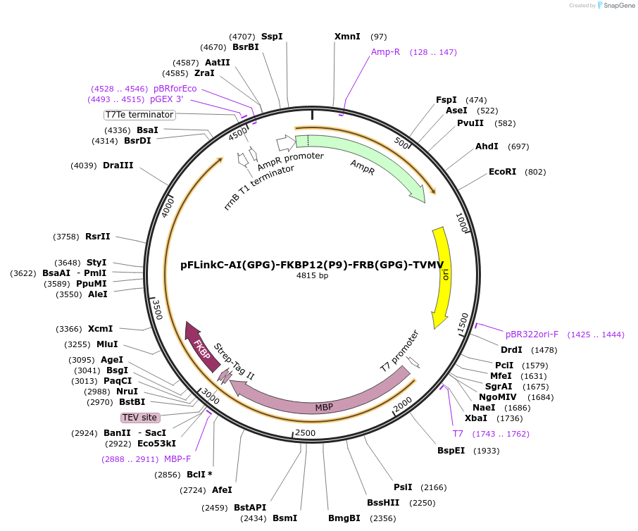 137118-plasmid-map-sequence-id-271259