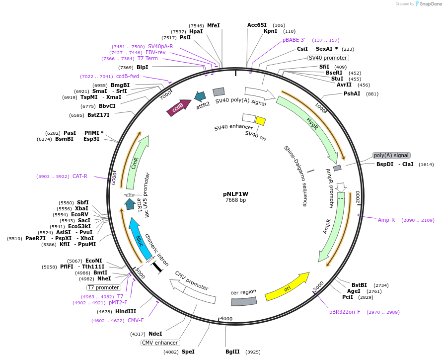 136404-plasmid-map-sequence-id-271260