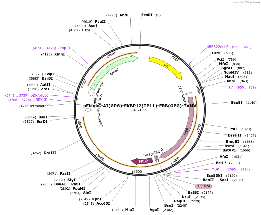 137115-plasmid-map-sequence-id-271261