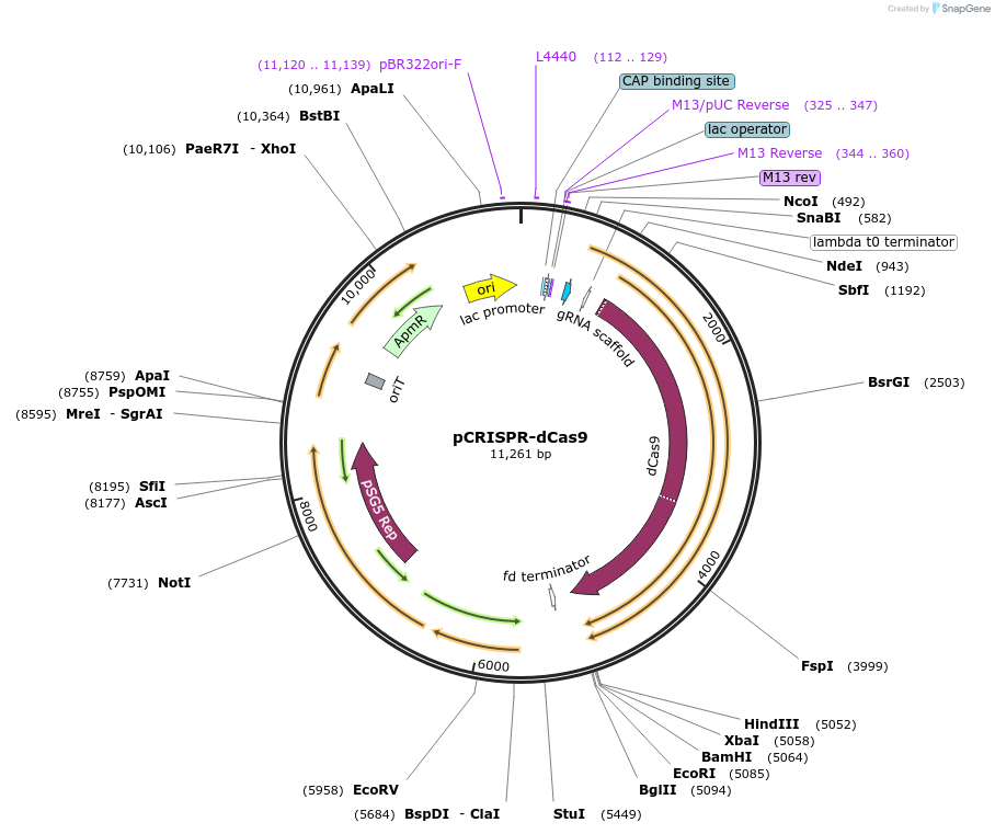 125687-plasmid-map-sequence-id-271265