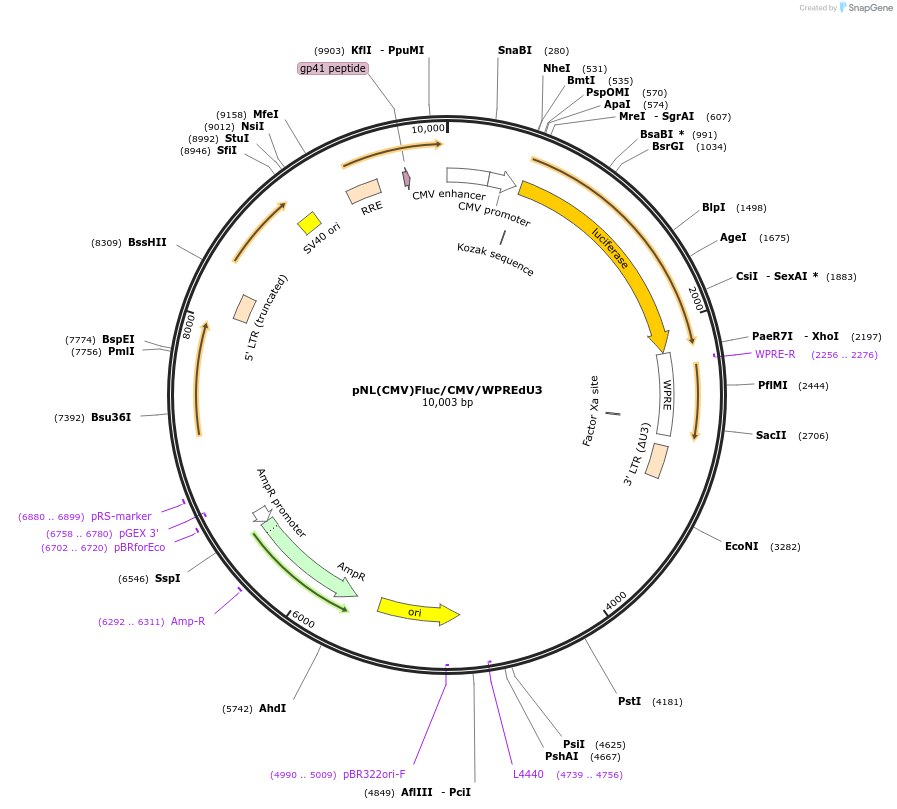 136881-plasmid-map-sequence-id-271266