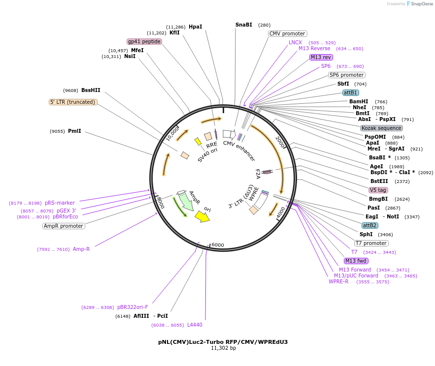 136959-plasmid-map-sequence-id-271268