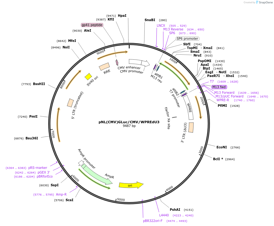 136999-plasmid-map-sequence-id-271270
