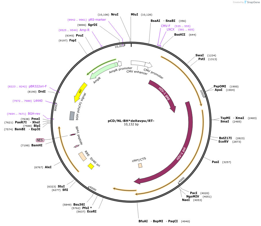 136985-plasmid-map-sequence-id-271274