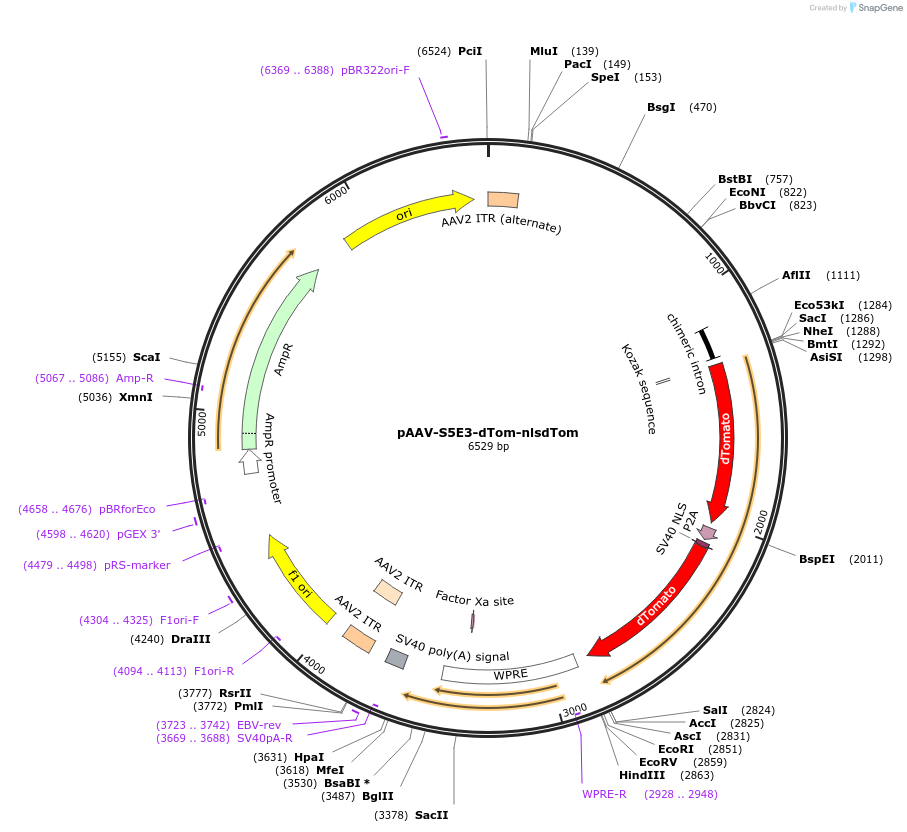 135638-plasmid-map-sequence-id-271295