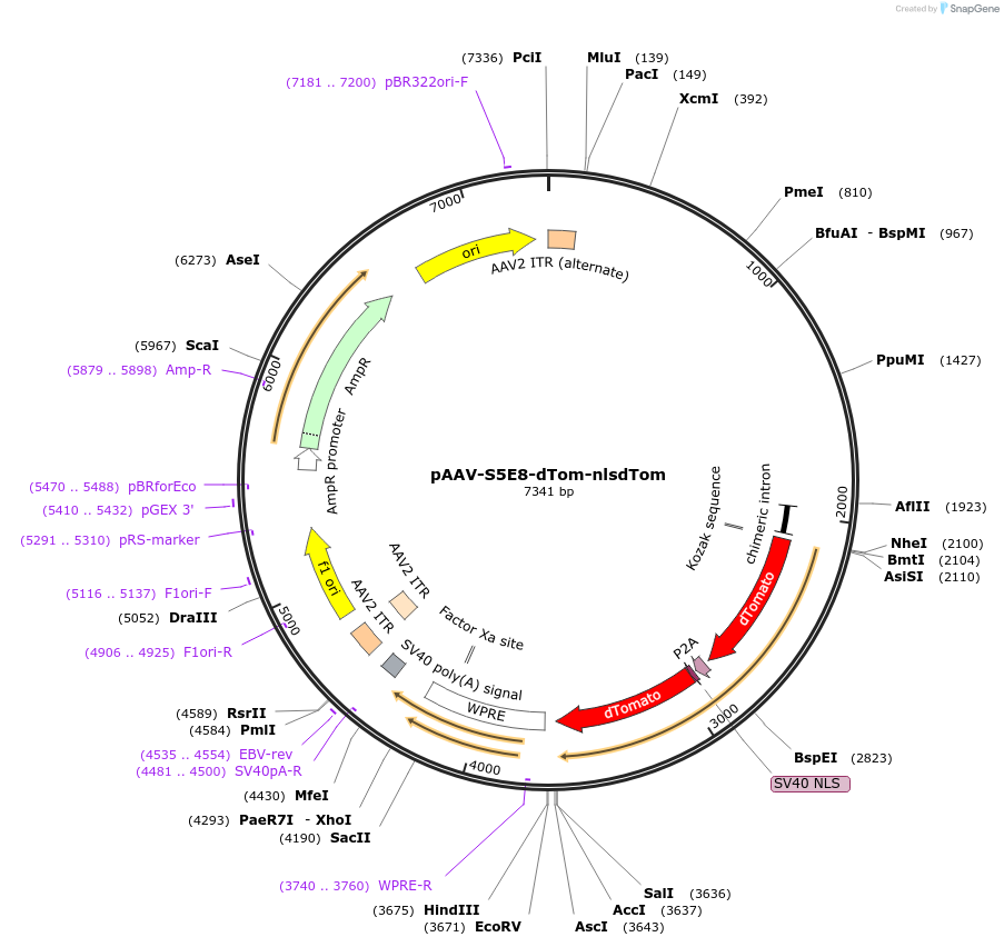 135643-plasmid-map-sequence-id-271296