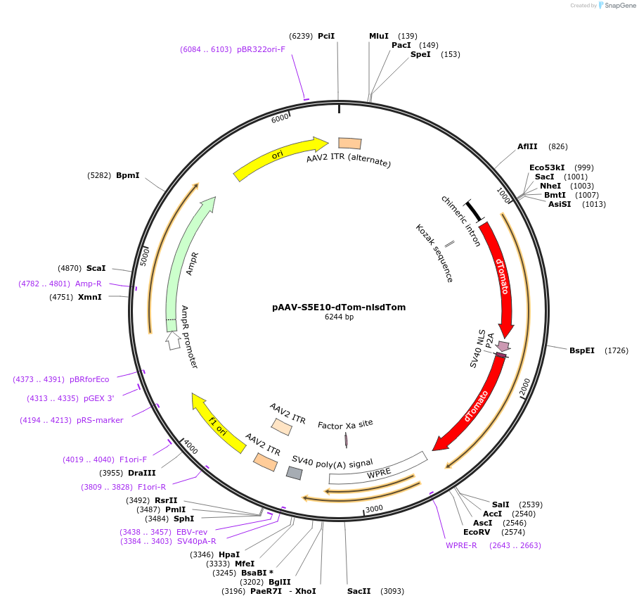 135645-plasmid-map-sequence-id-271297