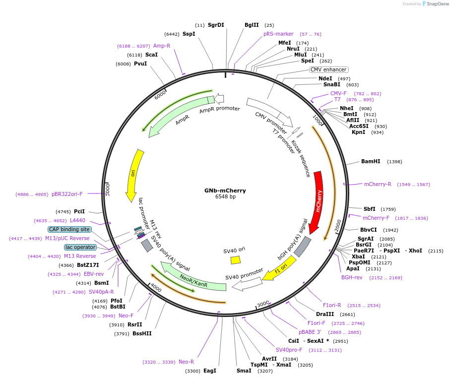 128769-plasmid-map-sequence-id-271299