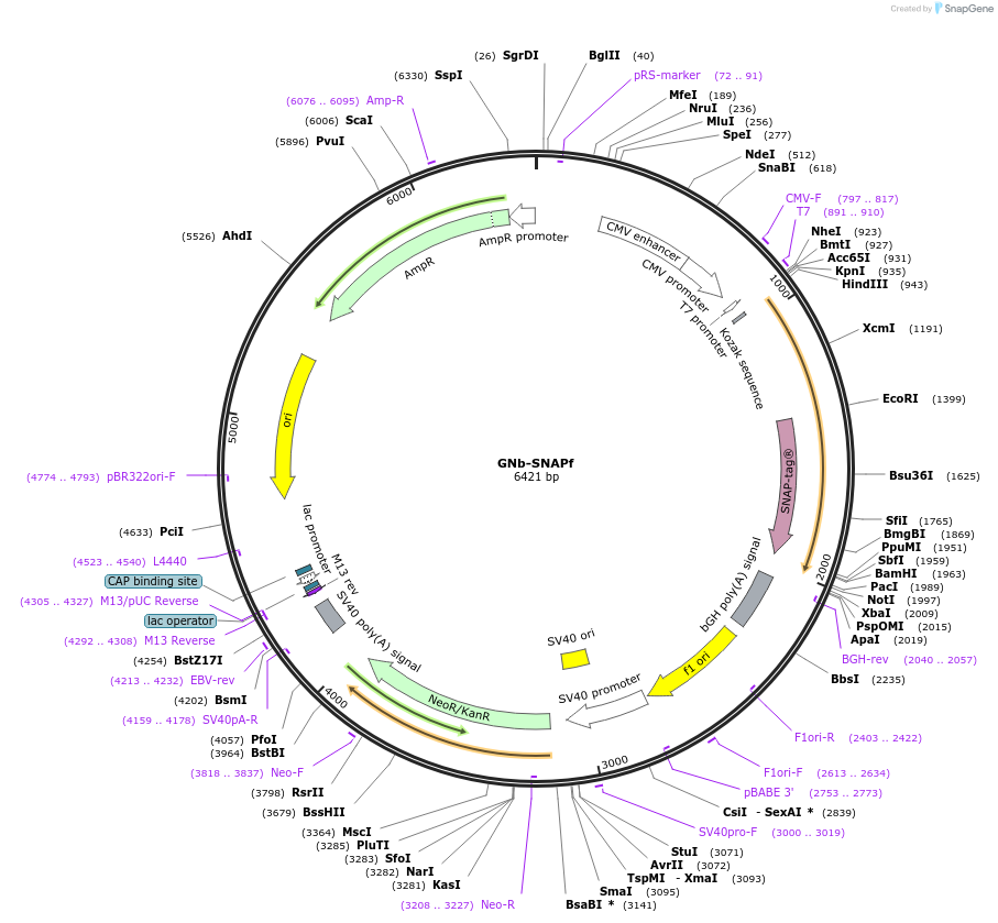 128770-plasmid-map-sequence-id-271300