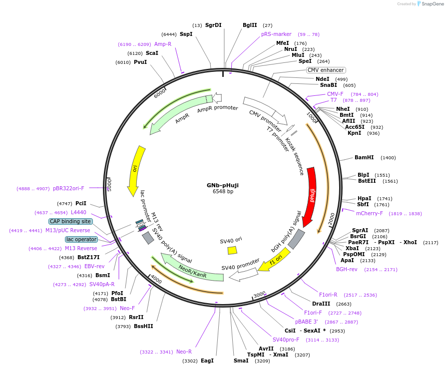 128776-plasmid-map-sequence-id-271303