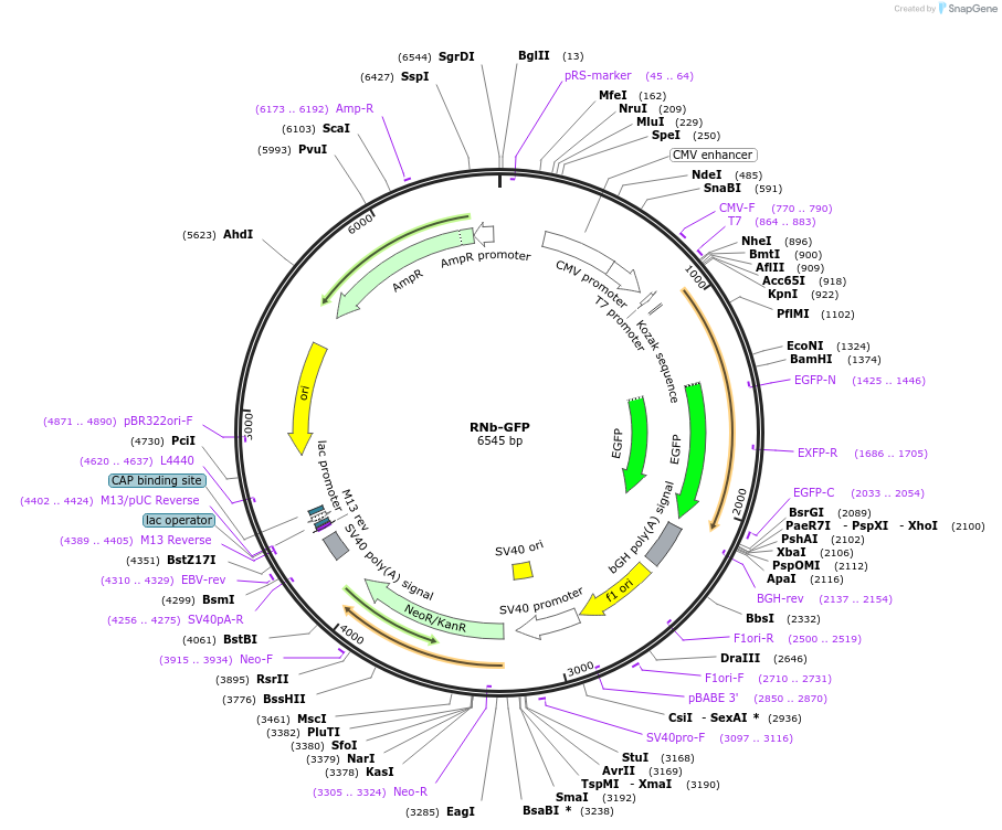 128777-plasmid-map-sequence-id-271304