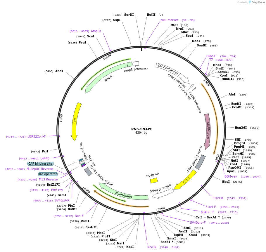 128778-plasmid-map-sequence-id-271305
