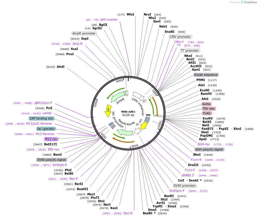 128781-plasmid-map-sequence-id-271308