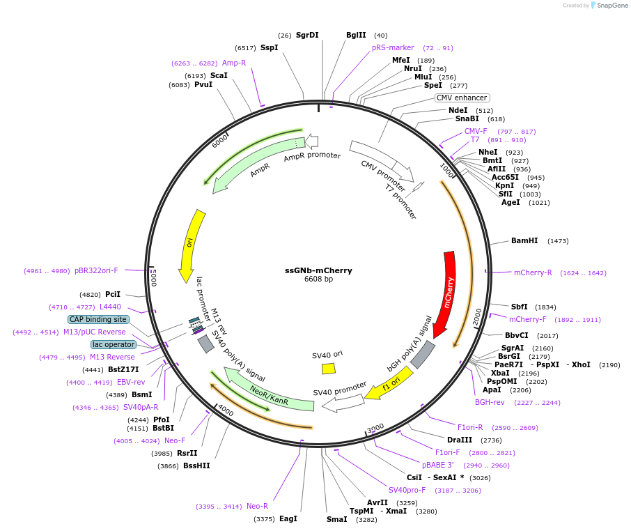 128788-plasmid-map-sequence-id-271310