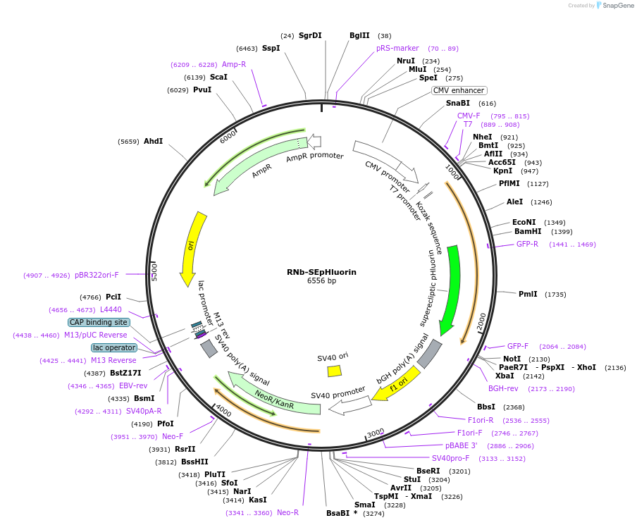 128785-plasmid-map-sequence-id-271311