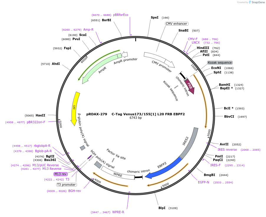 129938-plasmid-map-sequence-id-271312